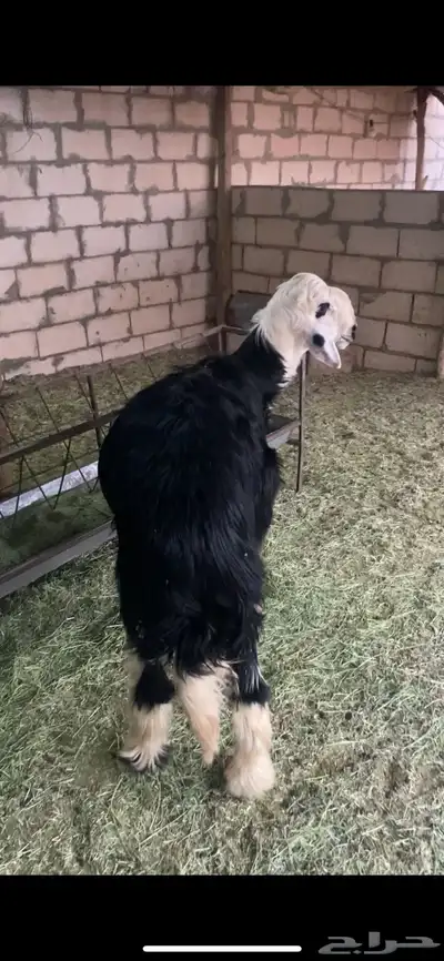 طليان نجد 1
