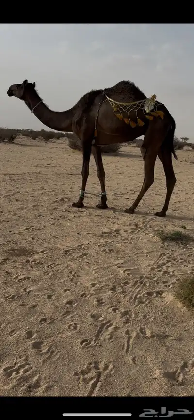 بكرغرابية ضريبة 0