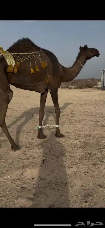 بكرغرابية ضريبة 2