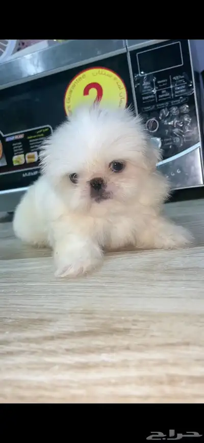 mini sitzu 5