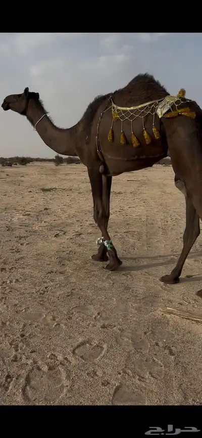 بكرغرابية ضريبة 3