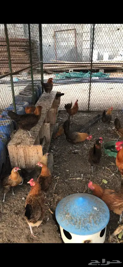 دجاج بلدي بياض 3