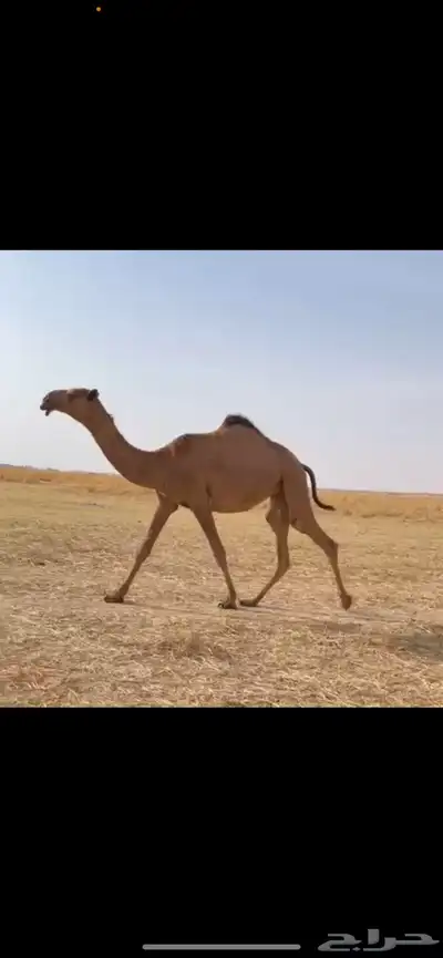 البكره الكفو 3