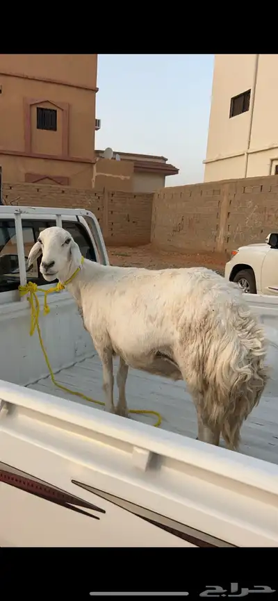 شاه حريه 0