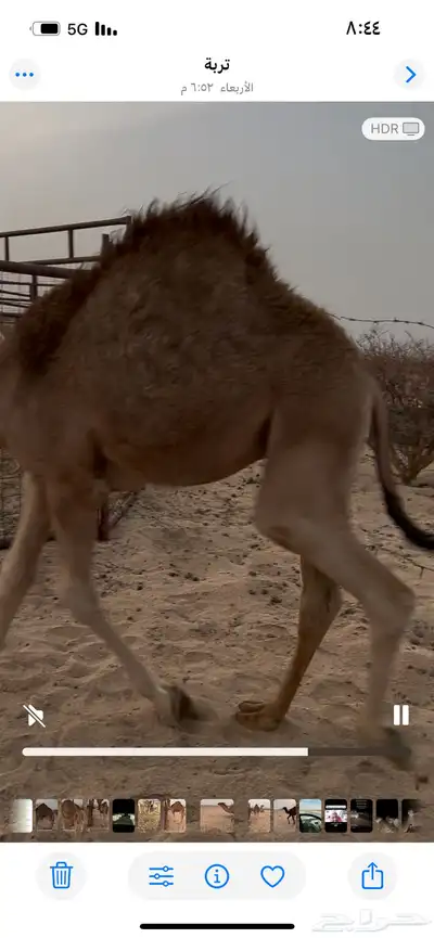 قعود كفو فل شحم للبيع 4
