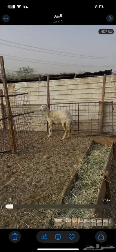 رخل جذعه جبره 2