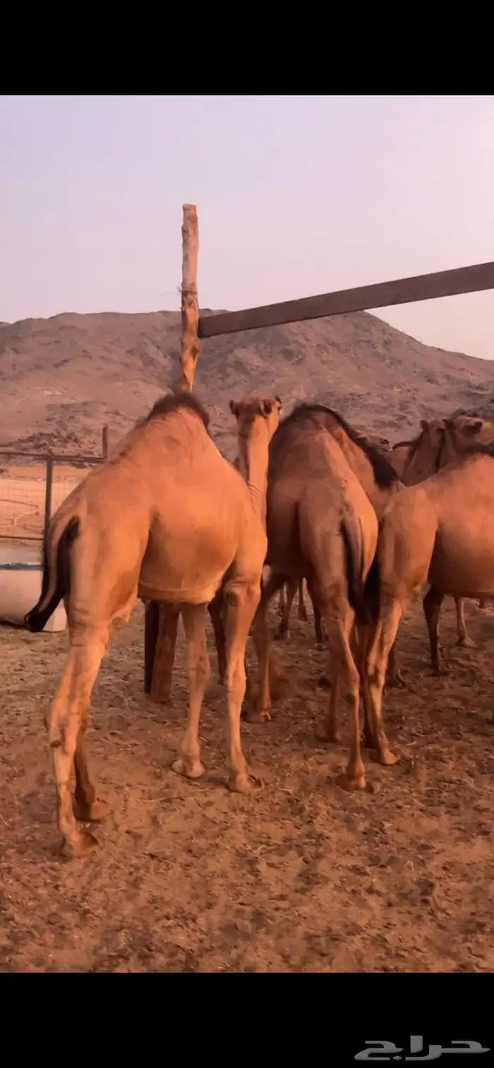 للبيع قعدان فواخر 0