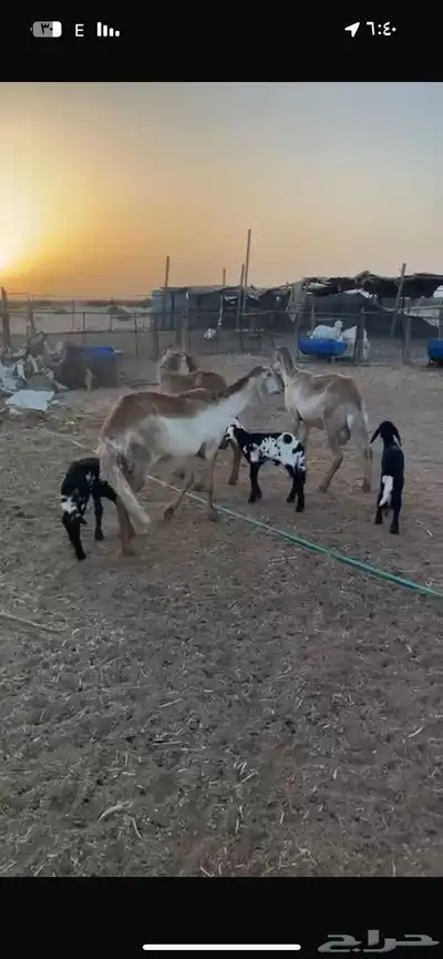 رخال سواكن. اول ولده خلفات 7