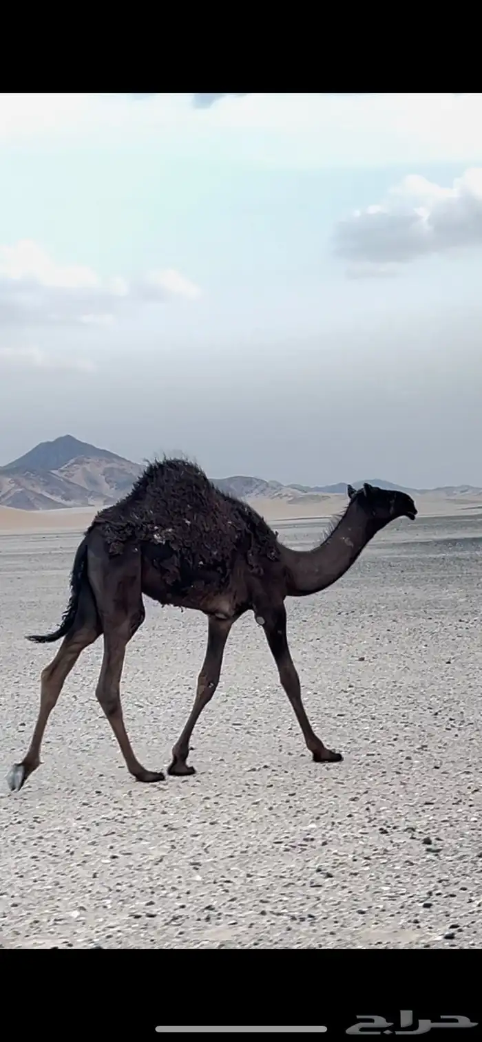 حواره علئ حليب امها وطيبه وسمين 0