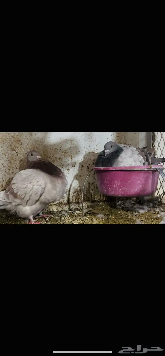 زوج تاكسن top 3