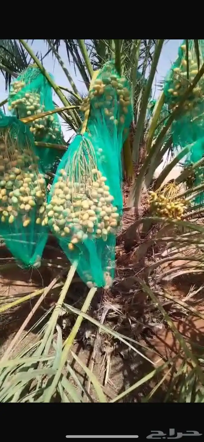 تمر اخلاص للبيع 2