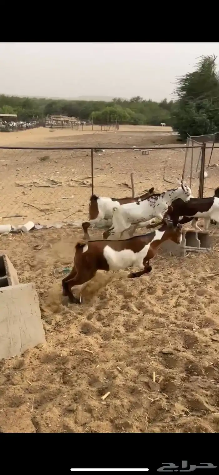 ماعز 2