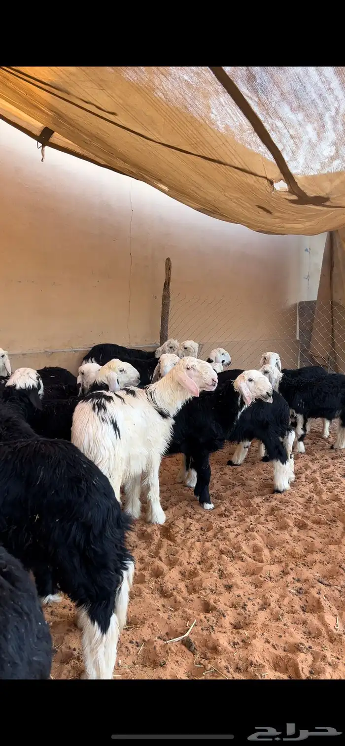 ذبايح نجد 5