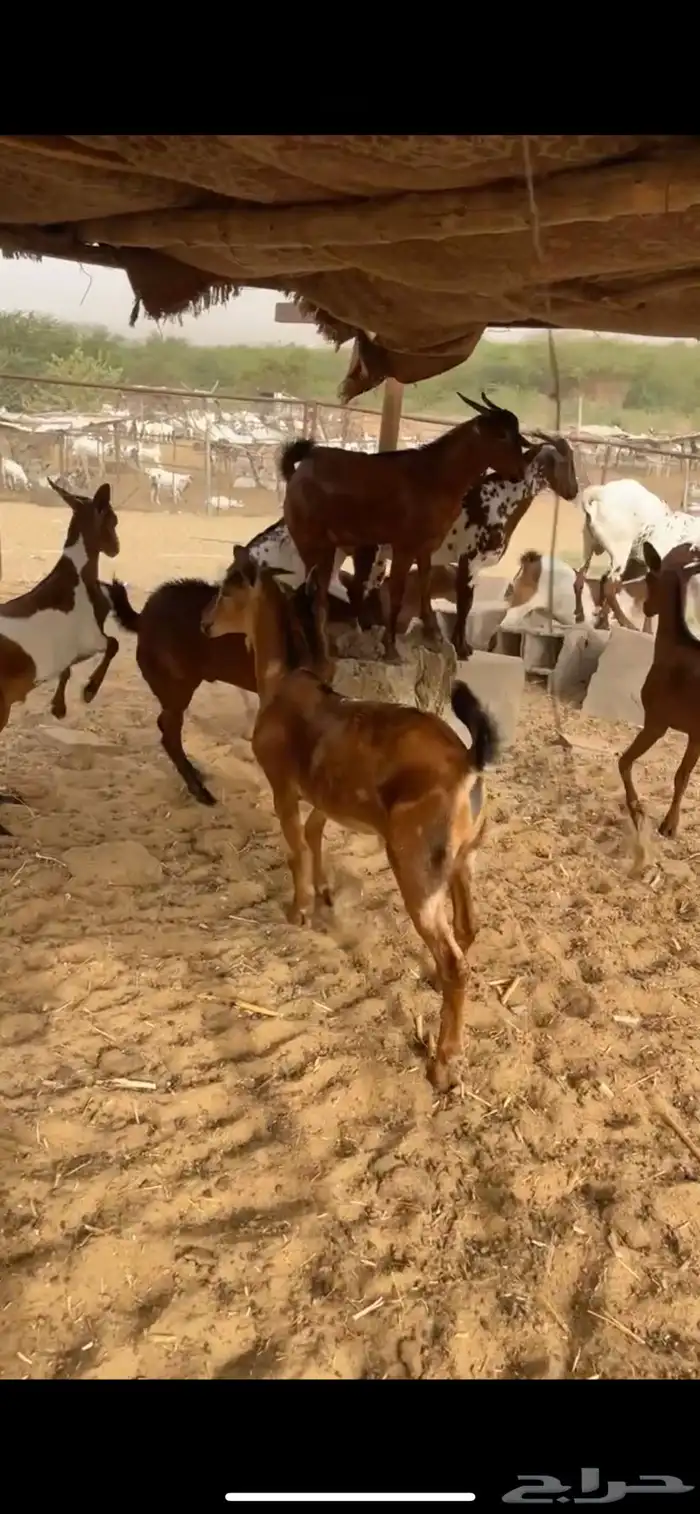 ماعز 0