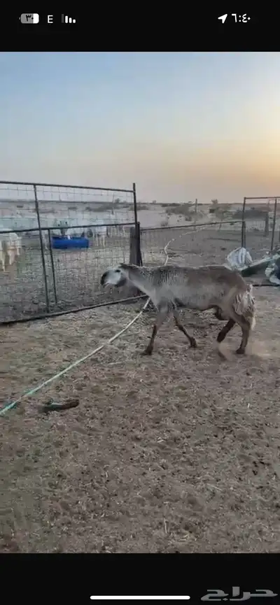 رخال سواكن. اول ولده خلفات 5