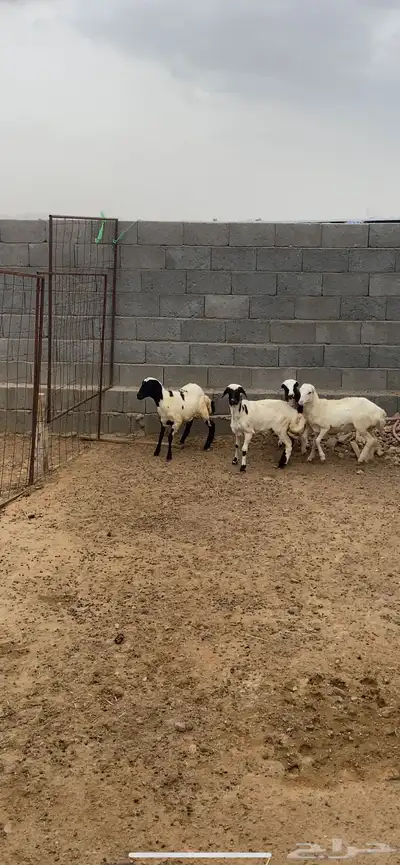 رخال رفيديه 0
