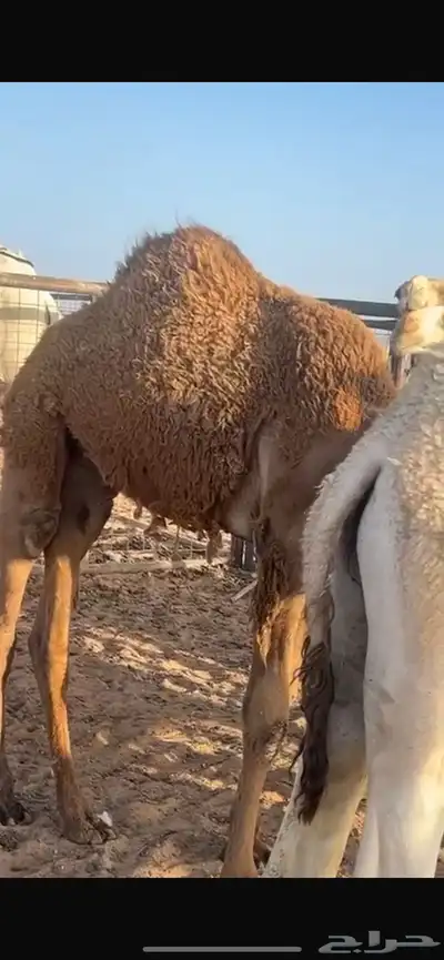 قعدان 1