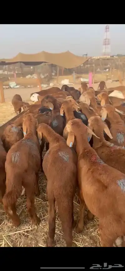 طليان سواكني 105 راس حمري 0