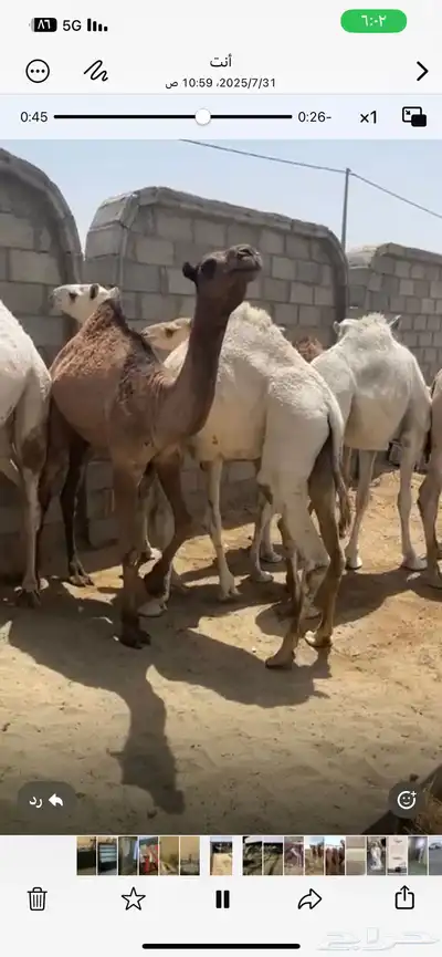حشو للبيع 3