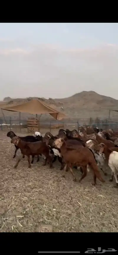 طليان سواكني 69 حمري مرابي 4