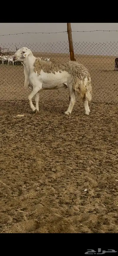 فحل حري صنف الصنف 1
