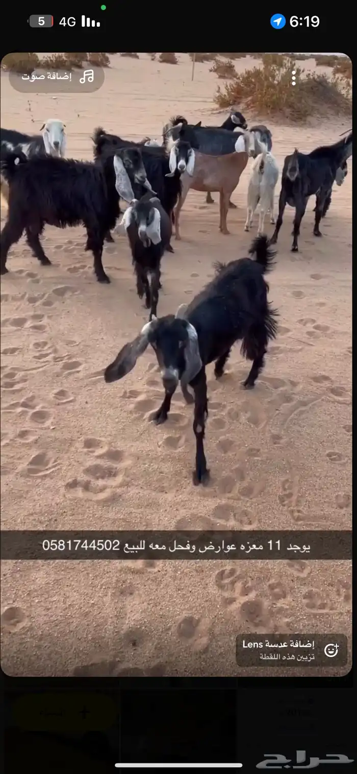 غلم للبيع عداد 11 عوراض فحل معه 1