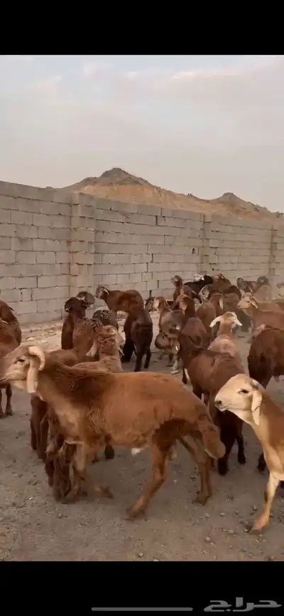 طليان سواكني حمري. 80 راس مرابي 1