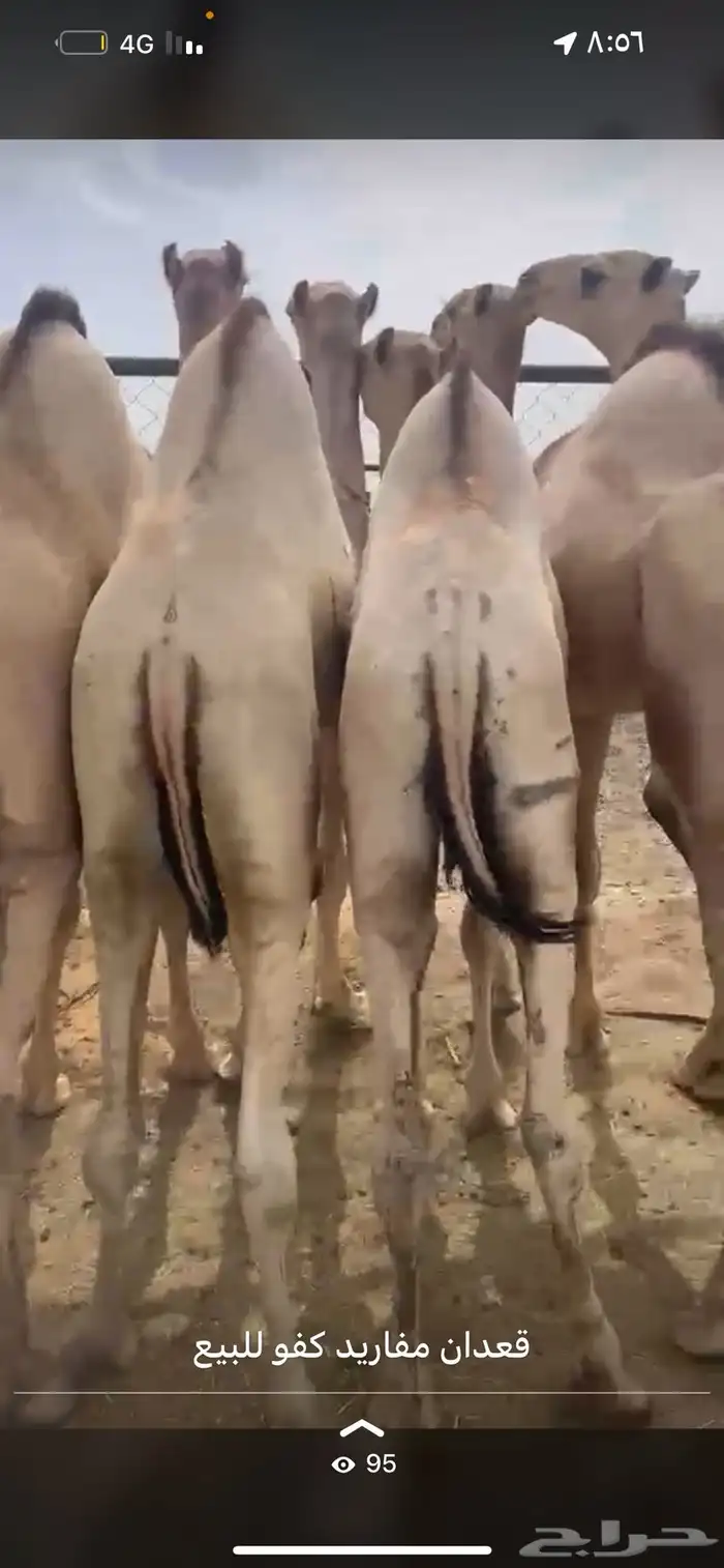 قعدان مفاريد اتواصل 1