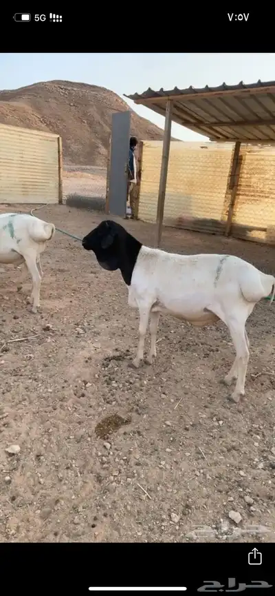 برابر جذعان مرابي 0
