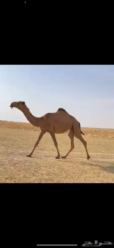 البكره الكفو 1
