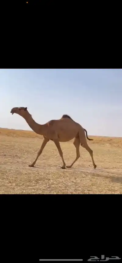 البكره الكفو 0