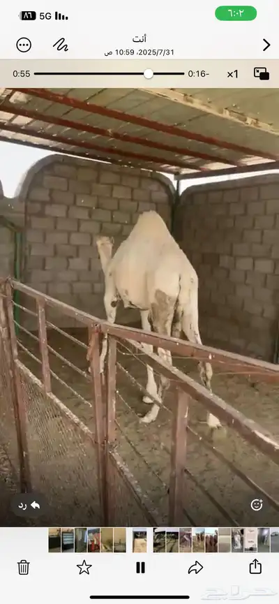 حشو للبيع 1