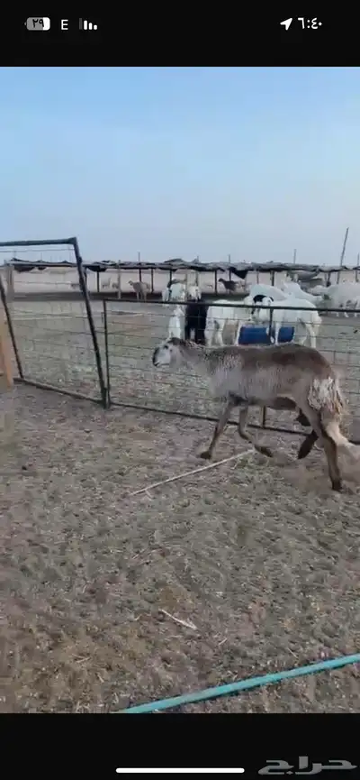 رخال سواكن. اول ولده خلفات 4