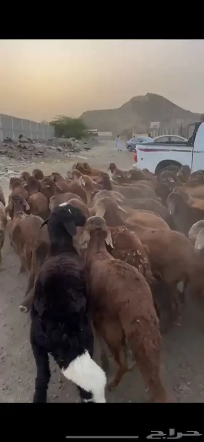 طليان سواكني حمري. 80 راس مرابي 4