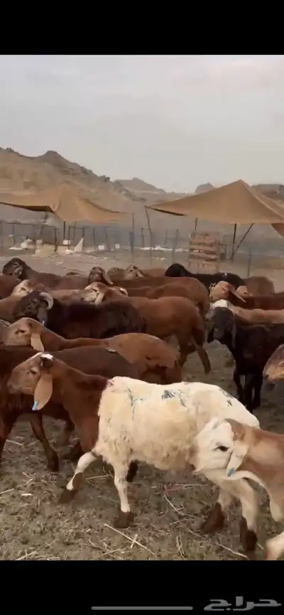 طليان سواكني 69 حمري مرابي 3