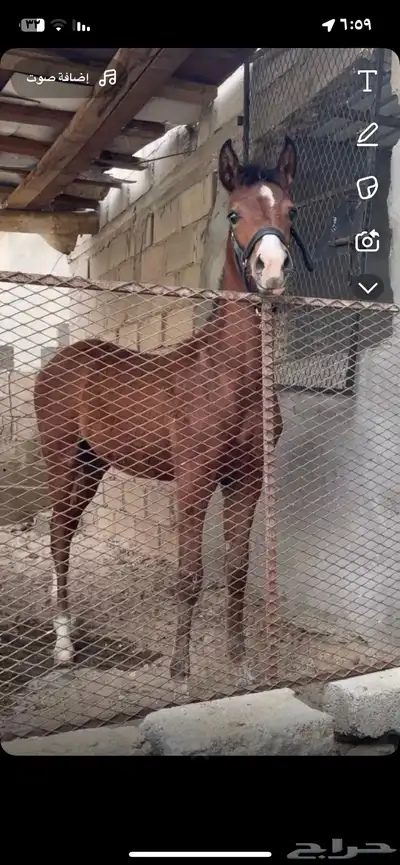 فرس شعبيه 0