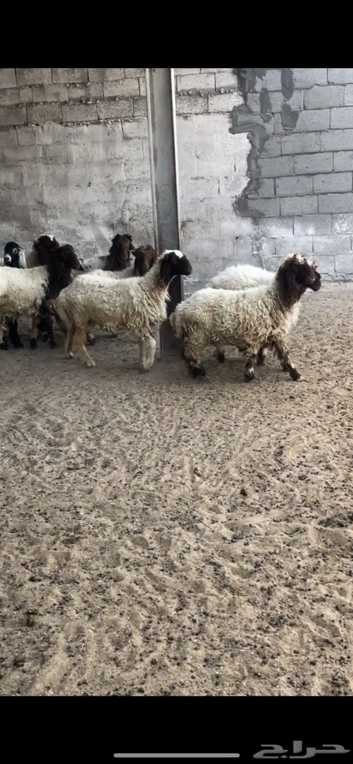 هرافا نعيم 0