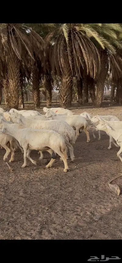 غنم عدد 70 0