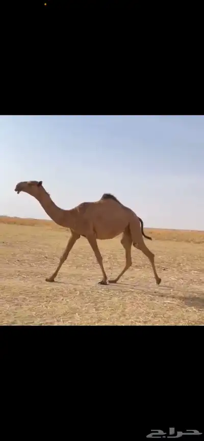 البكره الكفو 4