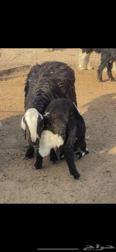 رخل نجدية لبانيه 0