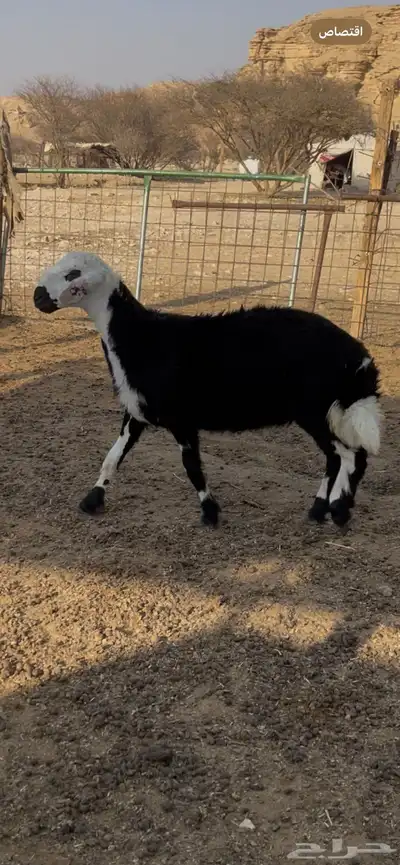 رخل نجدية لبانيه 1