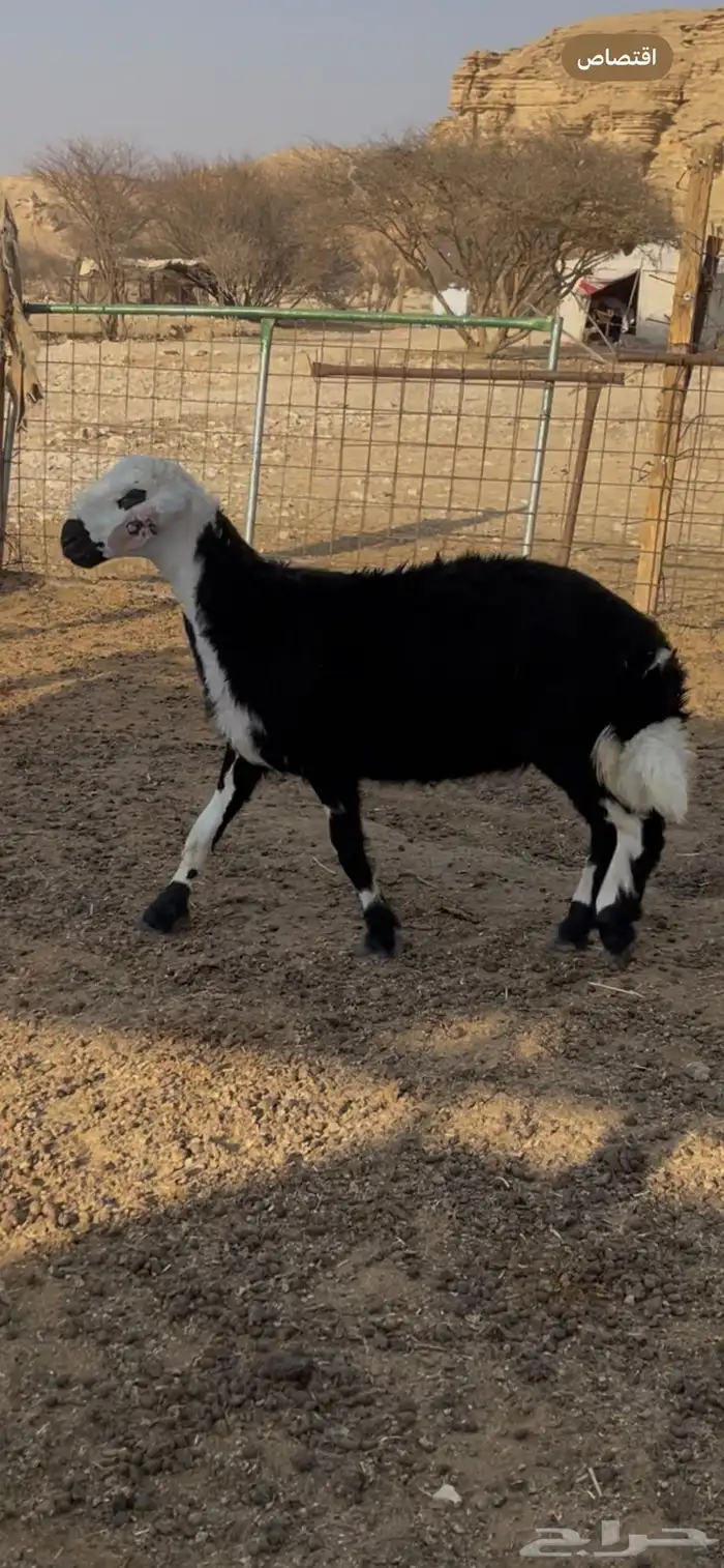 رخل نجدية لبانيه 1
