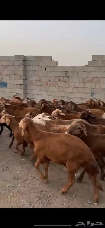 طليان سواكني حمري. 80 راس مرابي 2