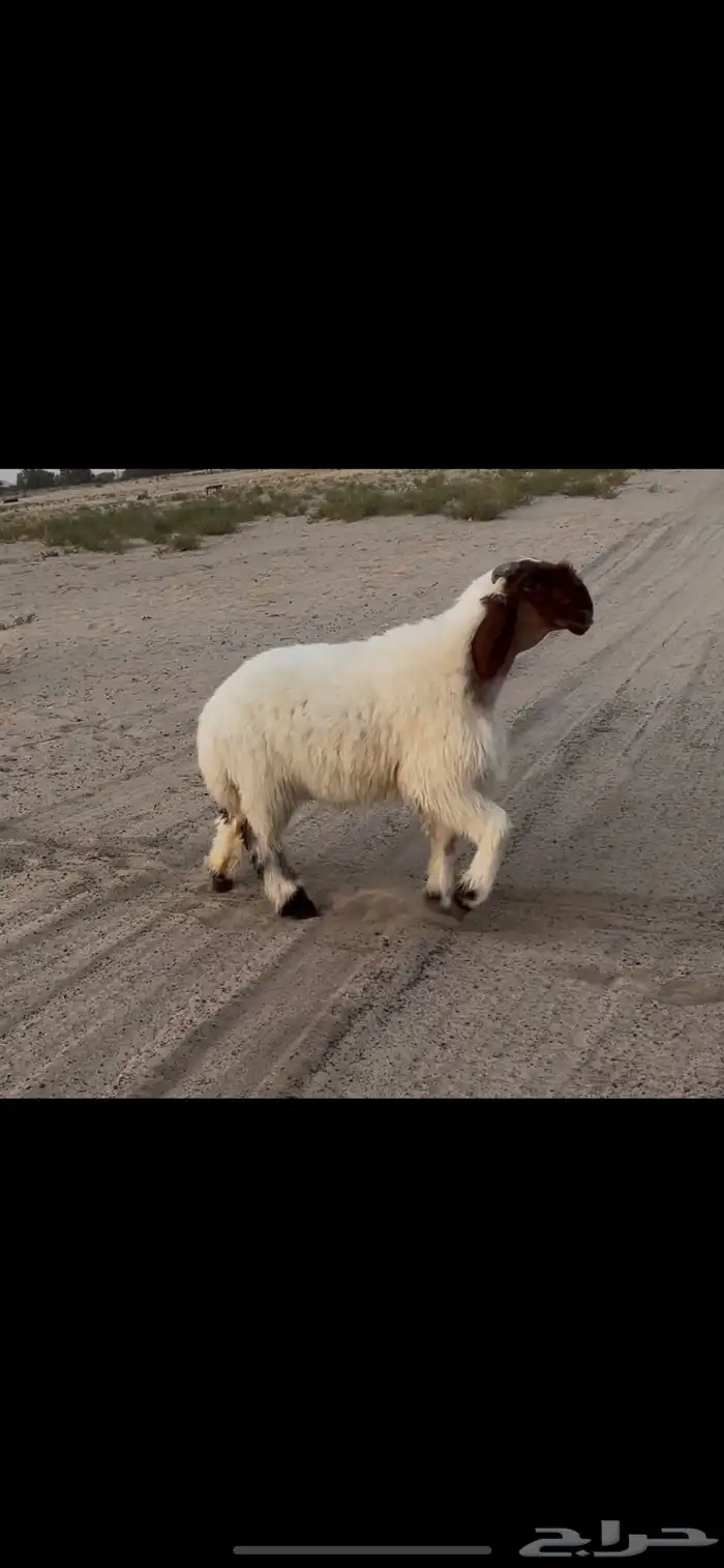 مشروع فحل نعيم صنف 2