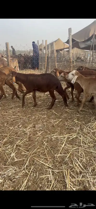 طليان سواكني 105 راس حمري 3