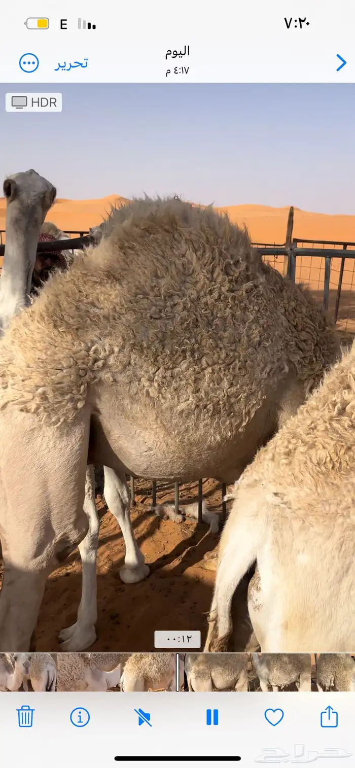 حشو للبيع 0