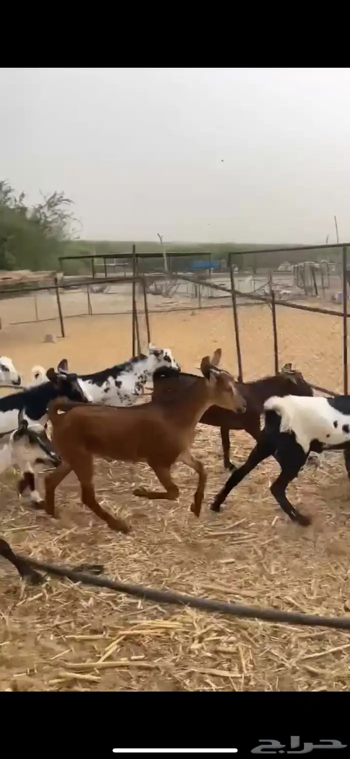 ماعز 4