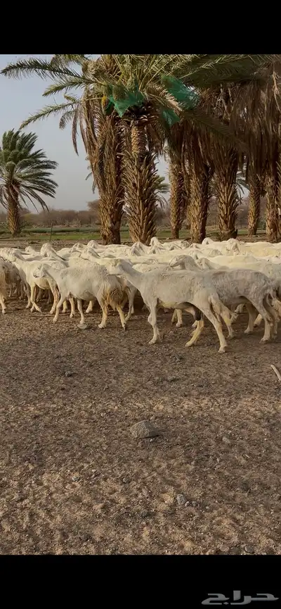 غنم عدد 70 3