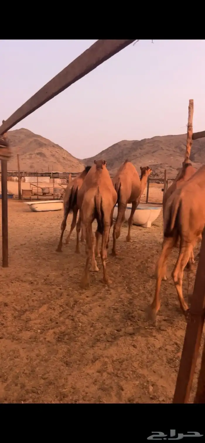 للبيع قعدان فواخر 1
