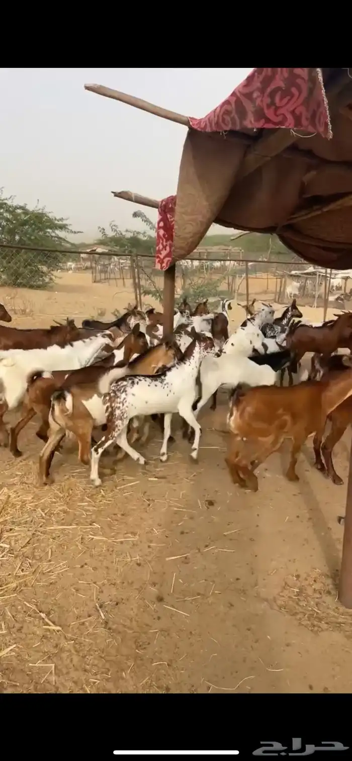 ماعز 3